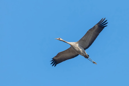 Common Crane in flight blue skies (Grus grus) migrationの写真素材
