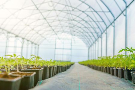 Rows of Potted Seedlings in Greenhouseの写真素材
