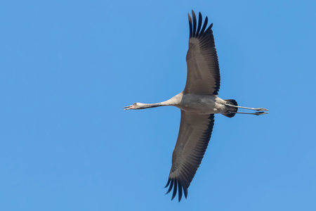 Common Crane in flight blue skies (Grus grus) migrationの写真素材