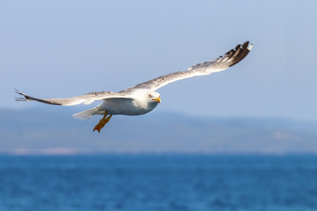 Great black backed gull in flight over the seaの写真素材