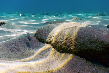 Sandy bottom, fish swimming underwaterの写真素材