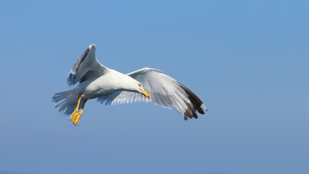 Great black backed gull in flight over the seaの写真素材