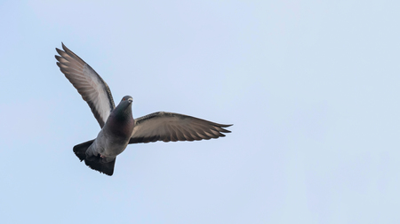 Pigeon in flight close up, blue skyの写真素材