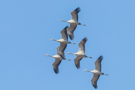 Flying flock of Common Crane (Grus grus) in flight blue skies, migrationの写真素材