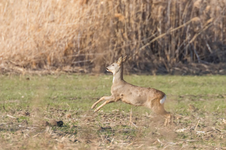 Wild roe deer in a field, spring timeの写真素材