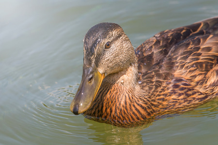 Female Mallard duck Close Up.の写真素材