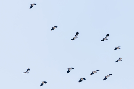 Northern Lapwing flock in flight (Vanellus vanellus) sunsetの写真素材