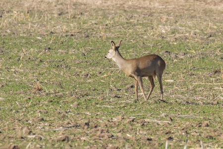 Wild roe deer in a field, spring timeの写真素材
