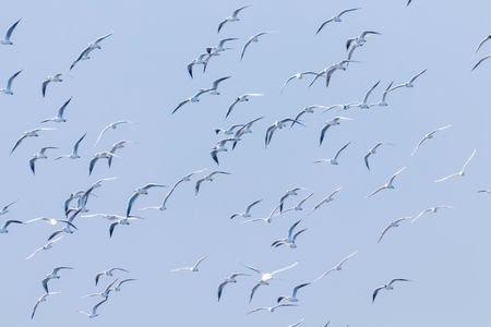 Flying Seagulls, flock of seagulls in flightの写真素材