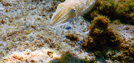 Cuttlefish camouflage. Cuttlefish Swimming underwaterの写真素材