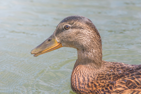Female Mallard duck Close Up.の写真素材