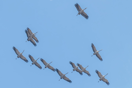 Flying flock of Common Crane (Grus grus) in flight blue skies, migrationの写真素材