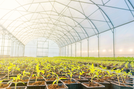Young plants growing in a greenhouseの写真素材