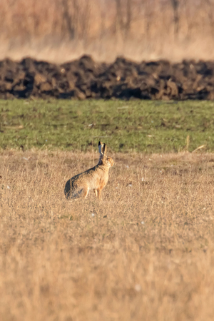 European Brown Hare (Lepus europeaus) hiding in field spring timeの写真素材