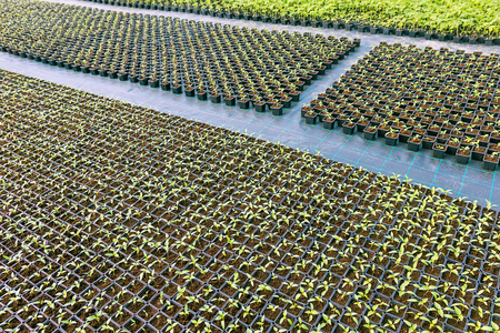 Baby plants growing inside of pots greenhouse nursery.の写真素材