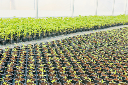 Baby plants growing inside of pots greenhouse nursery.の写真素材
