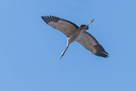 Common Crane in flight blue skies (Grus grus) migrationの写真素材