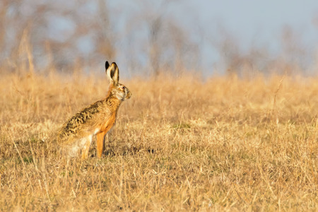 European Brown Hare (Lepus europeaus) hiding in field spring timeの写真素材