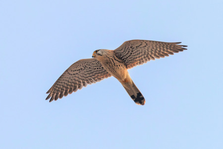Common Kestrel (Falco tinnunculus). Common Kestrel in flightの写真素材