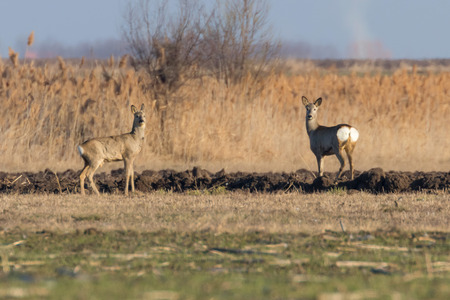 Wild roe deer in a field, spring timeの写真素材