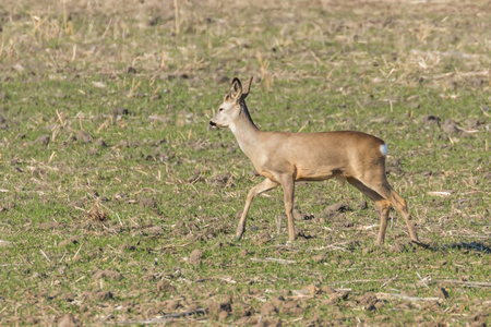 Wild roe deer in a field, spring timeの写真素材
