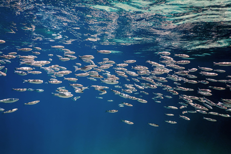Fish School Underwater. Fishes underwater background.の写真素材