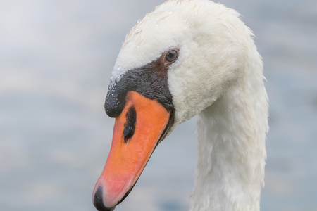 Swan Close up, Swan portrait, Cygnusの写真素材