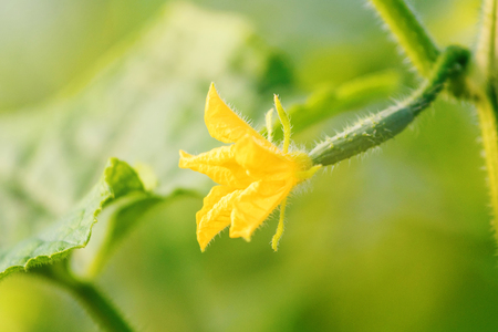 Cucumber Flower young fresh organic vegetableの写真素材
