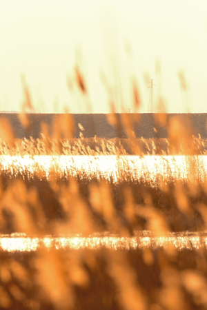 Dry reed bending over the water. Sunset on the riverの写真素材