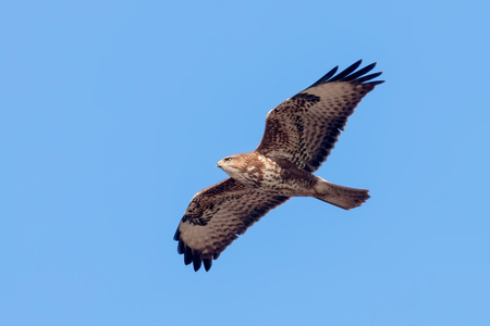 Common Buzzard (Buteo buteo) in flight, back viewの写真素材
