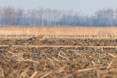 Red Fox Walking Through field, spring morning (Vulpes vulpes)の写真素材