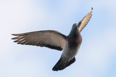 Pigeon in flight close up, blue skyの写真素材