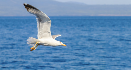 Great black backed gull in flight over the seaの写真素材