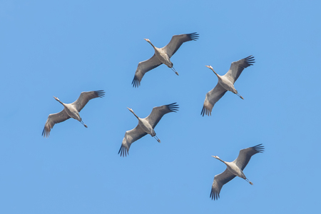 Common Cranes in flight blue skies, (Grus grus) migrationの写真素材