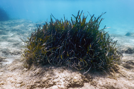 Underwater background with seaweedの写真素材
