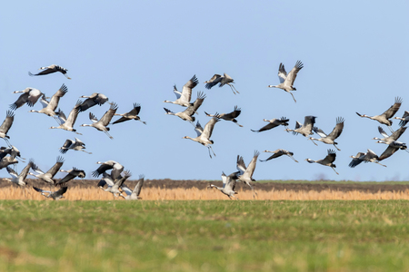 Flying flock of Common Crane (Grus grus) in flight blue skies, migrationの写真素材