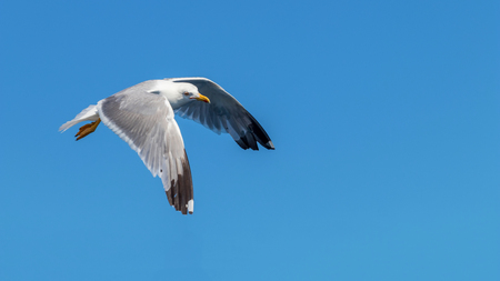 Great black backed gull in flight over the seaの写真素材