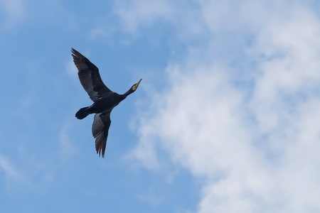 Cormorant in flight against a bright blue skyの写真素材