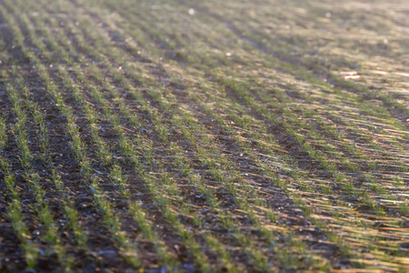 Green fields with young sprouts at sunrise Spider web on a green wheat, spring agricultural sunriseの写真素材