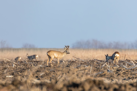 Wild roe deer in a field, spring timeの写真素材