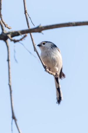 Long-tailed tit on branch (Aegithalos caudatus) Cute little Birdの写真素材
