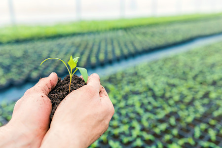 Hands holding Seedling with ground in a greenhouse.の写真素材