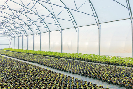 Young plants growing in a greenhouseの写真素材