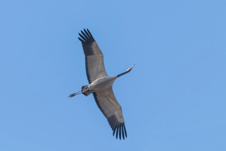 Common Crane in flight blue skies (Grus grus) migrationの写真素材