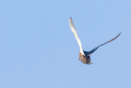 Mallard duck in flight, duck hunting seasonの写真素材