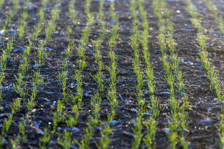 Green fields with young sprouts at sunrise Spider web on a green wheat, spring agricultural sunriseの写真素材