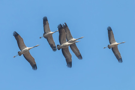 Common Cranes in flight blue skies, (Grus grus) migrationの写真素材