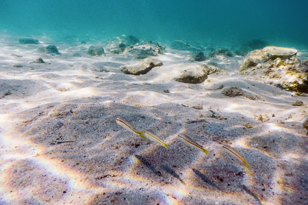 Sandy bottom, fish swimming underwaterの写真素材