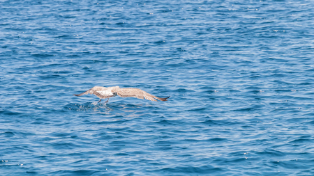 Young gull in flight over the sea Close upの写真素材