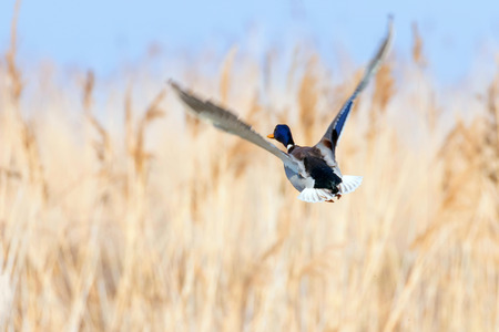Mallard duck in flight, duck hunting seasonの写真素材